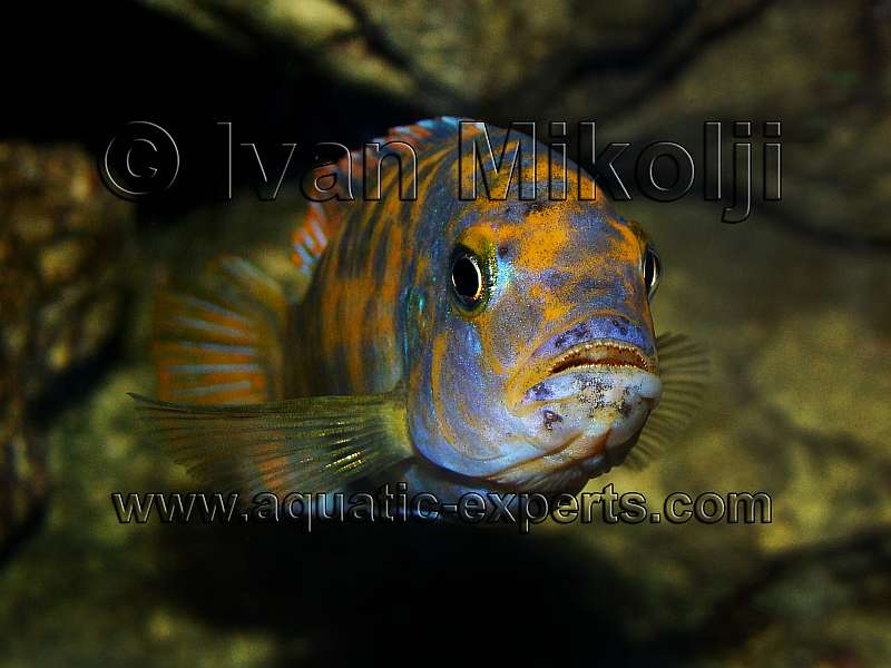 VENTA DE EQUIPOS FOTOGRAFICOS SUBACUATICOS venezuela